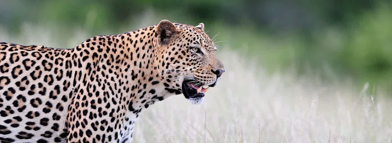 Image Africa Safari Limited trading as Image Africa Safari 5