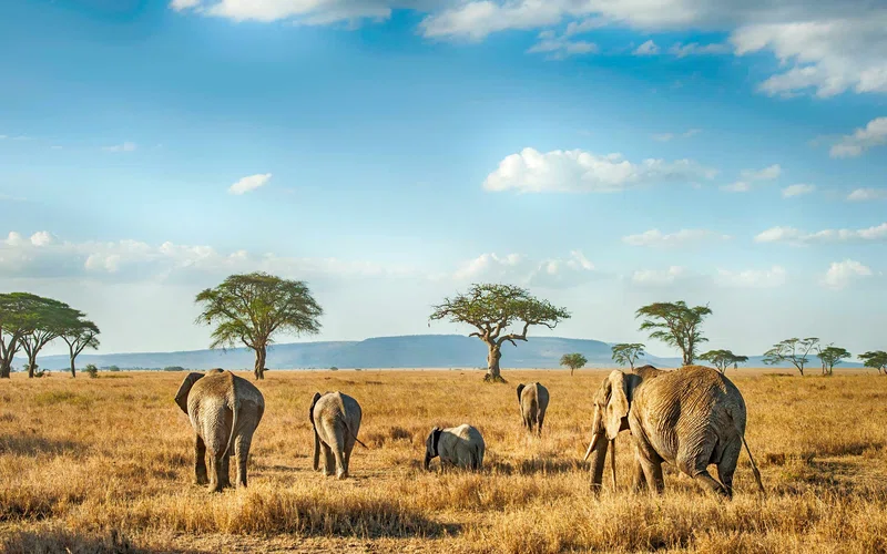 Image Africa Safari Limited trading as Image Africa Safari 3