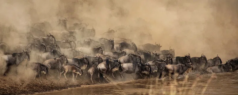 Image Africa Safari Limited trading as Image Africa Safari 4