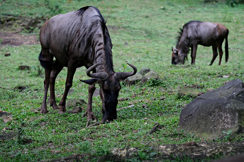 ½-Day Nairobi National Park and David Sheldrick