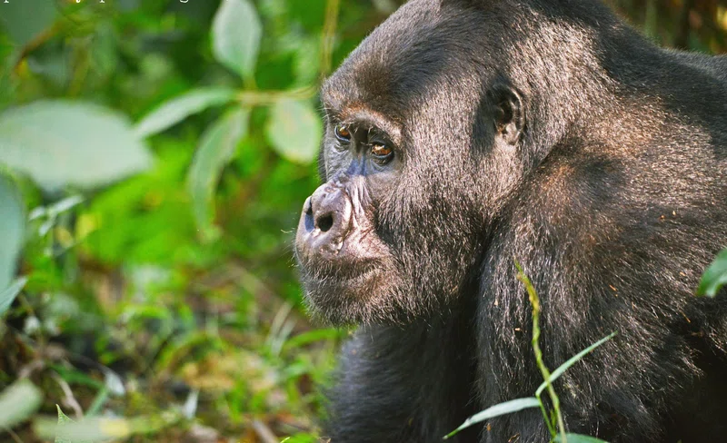 WILD JOURNEYS RWANDA trading as Wild Journeys Rwanda 5