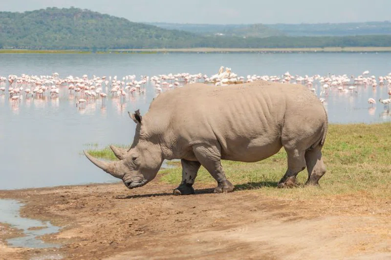 Joymark Tours and Safaris Limited trading as Joymark Tours & Safaris 2