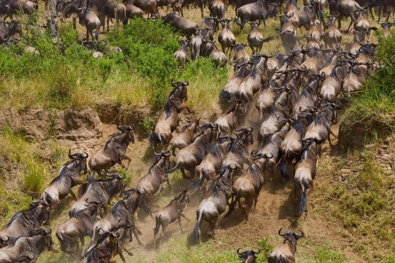 BENUKI LIMITED trading as Benuki Safaris 1