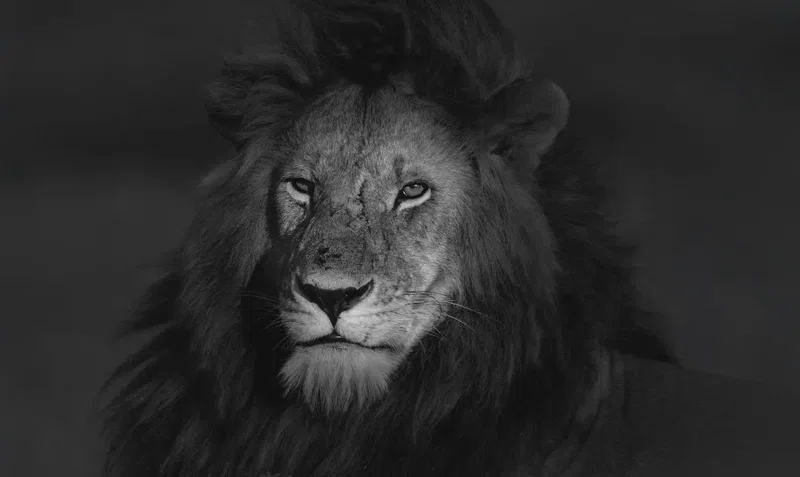 Netherken Safaris Limited trading as Netherken Safaris & Tours 5
