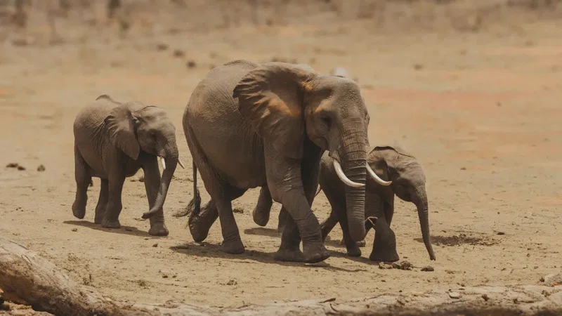 Netherken Safaris Limited trading as Netherken Safaris & Tours 3