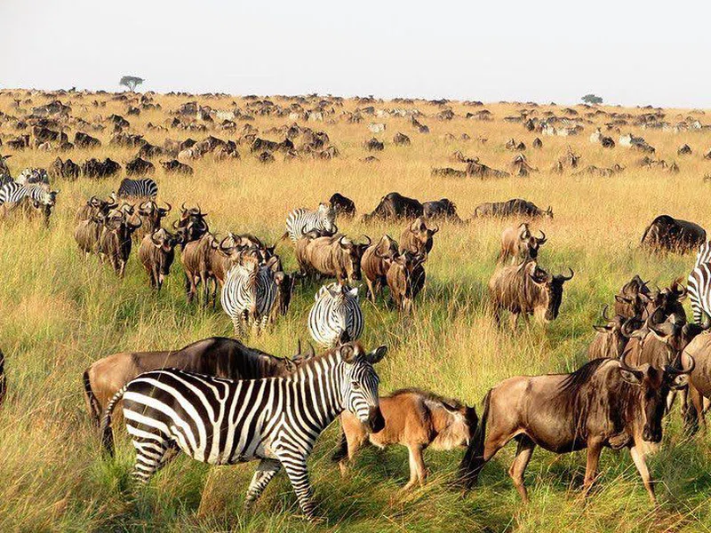 HORIZON WANDERLUST SAFARIS LIMITED trading as Horizon Wanderlust Safaris 3