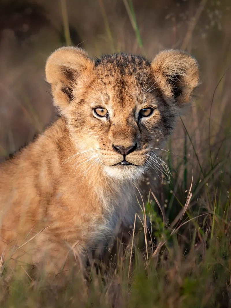 HORIZON WANDERLUST SAFARIS LIMITED trading as Horizon Wanderlust Safaris 2