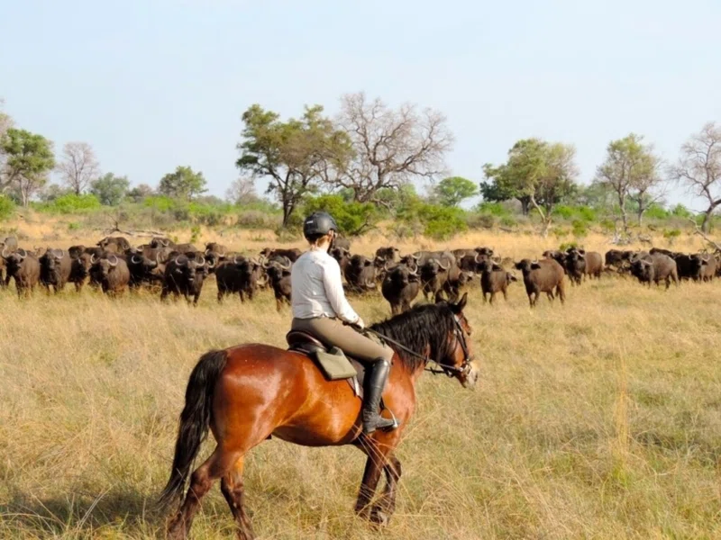 Phinok Safaris Africa Limited trading as Phinok Safaris Africa 5