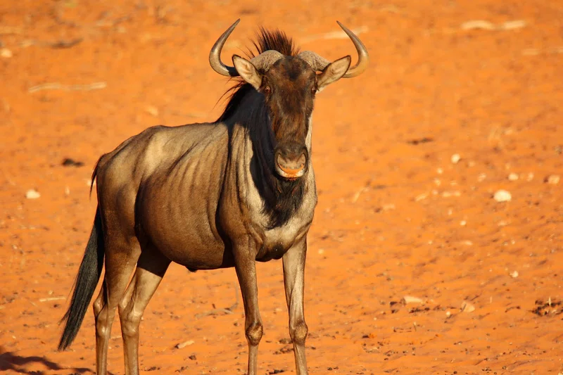 ½-Day Nairobi National Park Experience