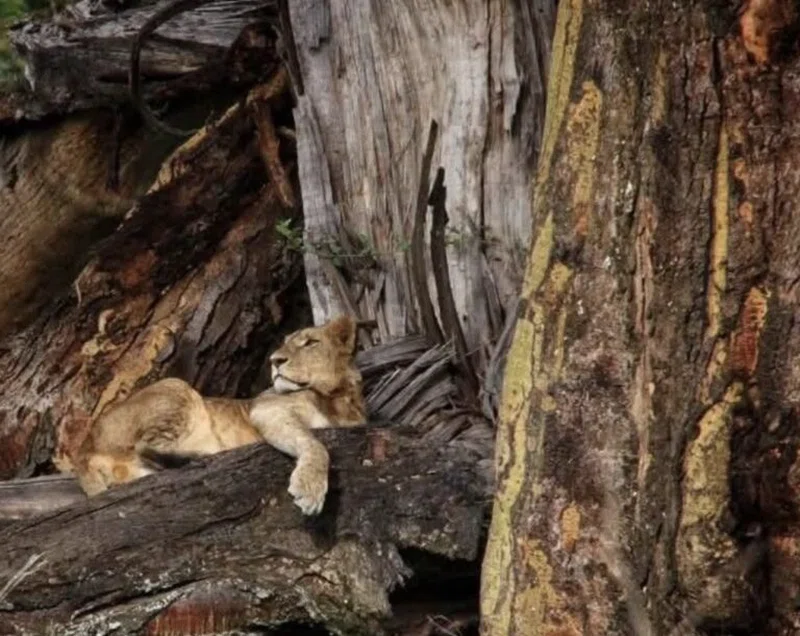 JENNY'S ADVENTURE SAFARIS LTD trading as Jenny's Adventure Safaris 4