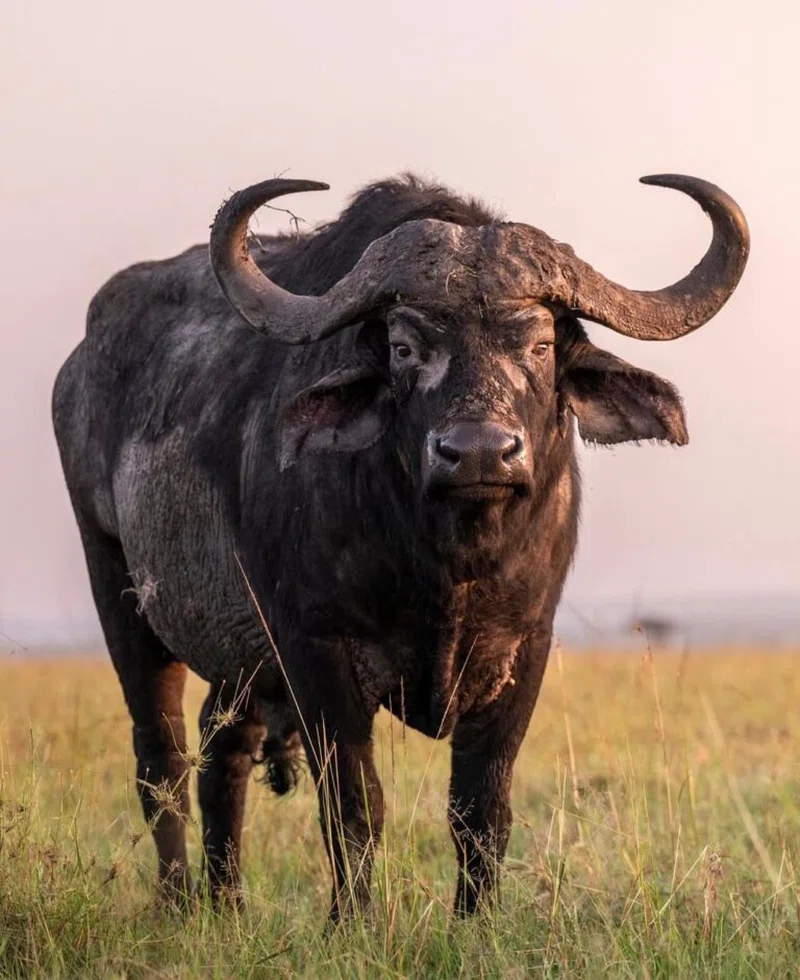 JENNY'S ADVENTURE SAFARIS LTD trading as Jenny's Adventure Safaris 2