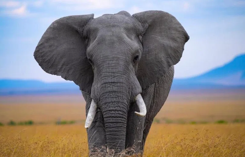 JENNY'S ADVENTURE SAFARIS LTD trading as Jenny's Adventure Safaris 3