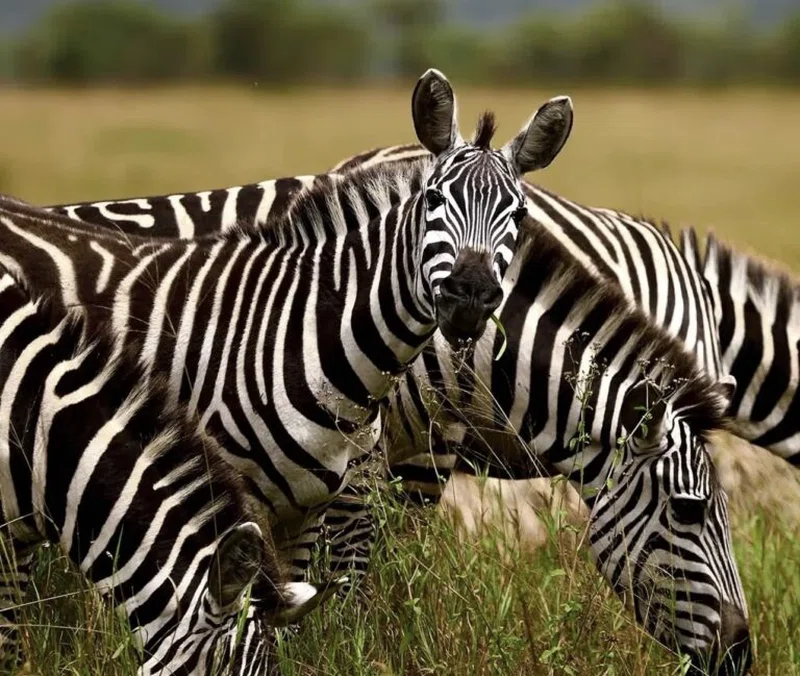 JENNY'S ADVENTURE SAFARIS LTD trading as Jenny's Adventure Safaris 1