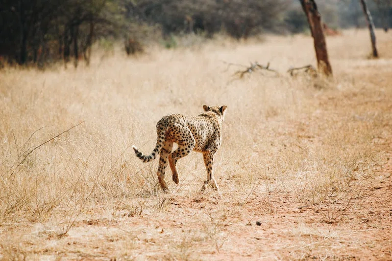 Okonjima Nature Reserve 4