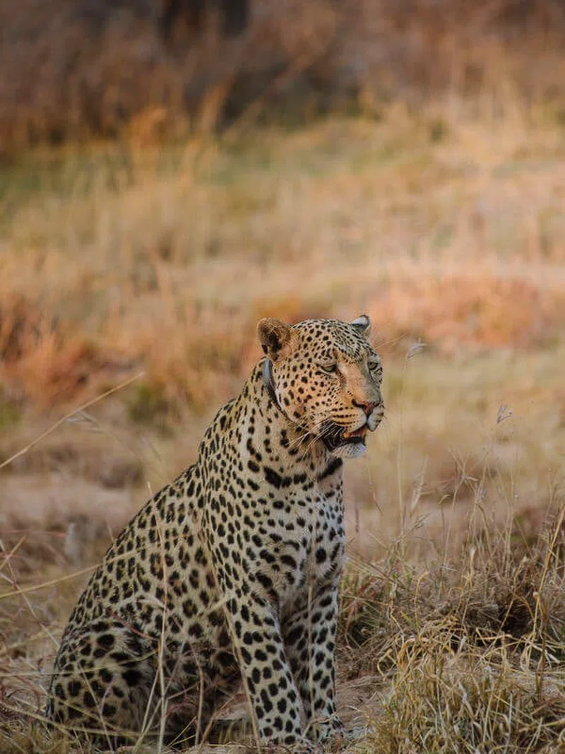Okonjima Nature Reserve 5