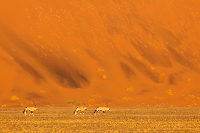 Namib-Naukluft National Park 5
