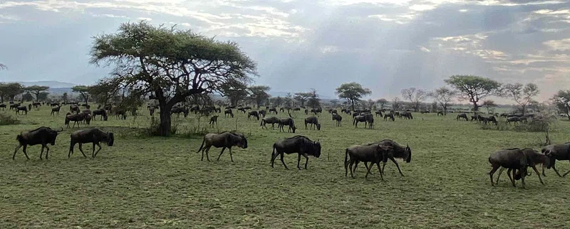 Northern Serengeti (Kogatende) 5