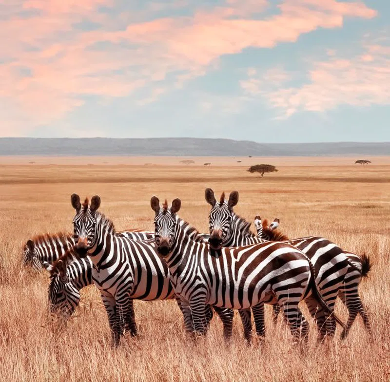 Northern Serengeti (Kogatende) 3