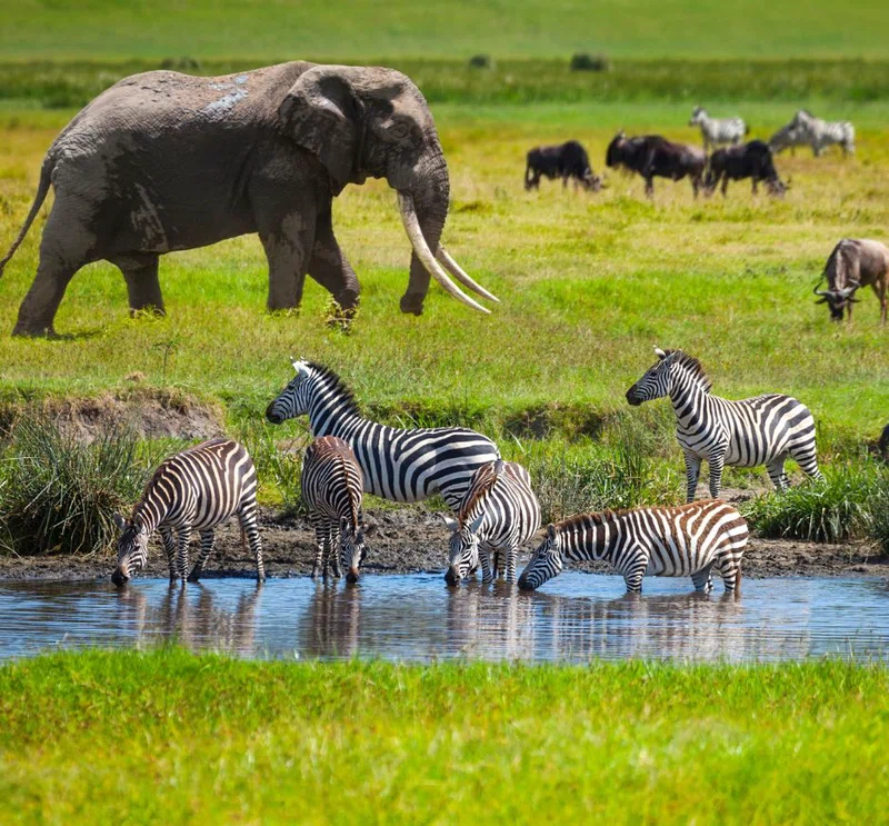 Northern Serengeti (Kogatende) 2