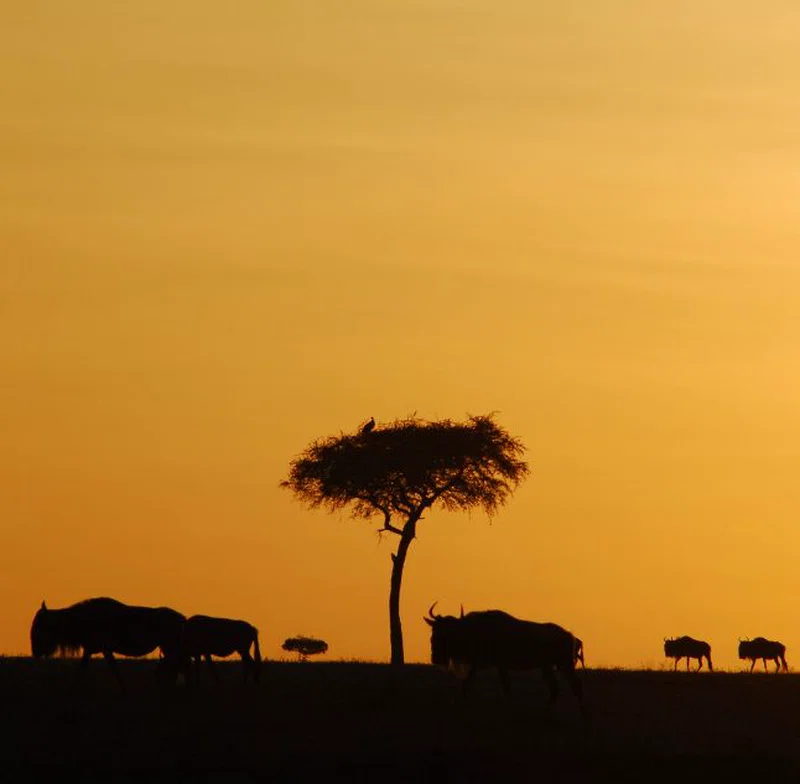 Northern Serengeti (Kogatende) 4
