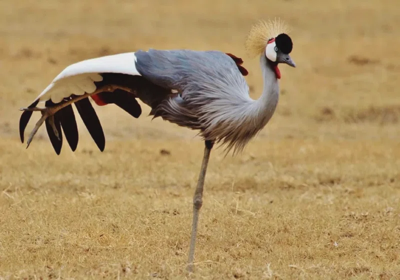Central Serengeti (Seronera) 2