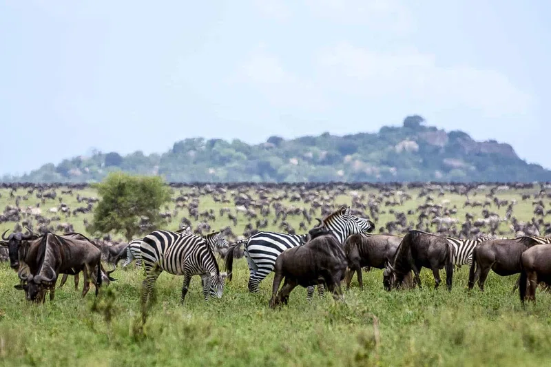 Central Serengeti (Seronera) 3