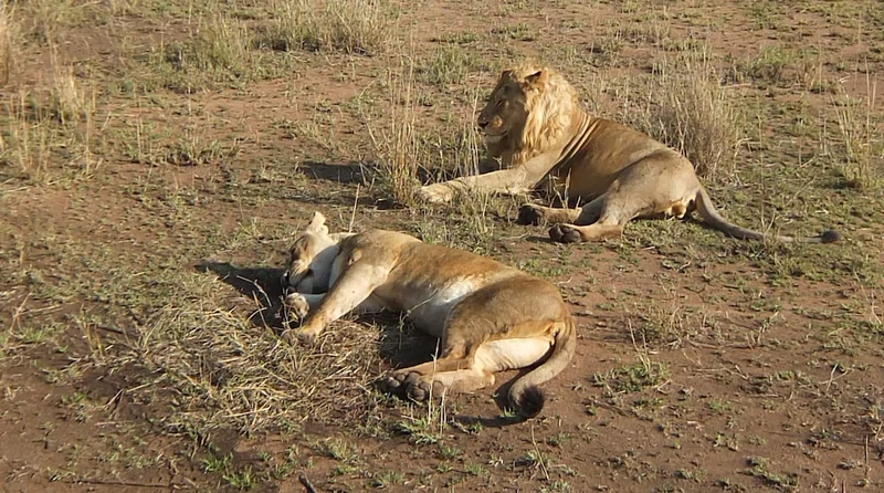 Central Serengeti (Seronera) 4
