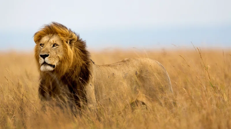 Central Serengeti (Seronera) 5