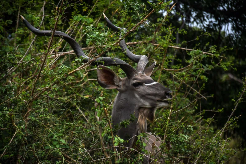 Lake Malawi National Park 5
