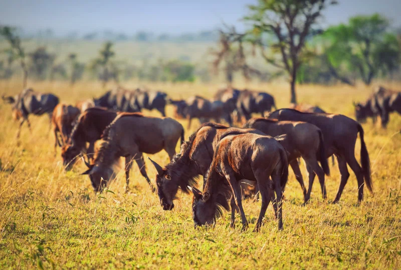 Makuyuni Wildlife Park 2