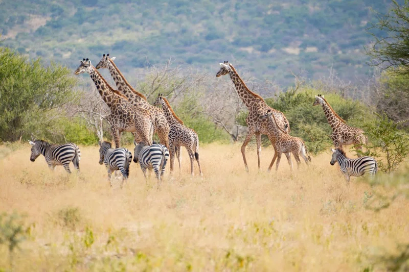Makuyuni Wildlife Park 4