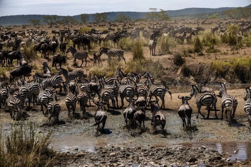 Ndutu Area, Southern Serengeti 4