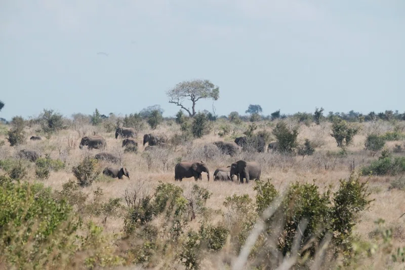 Orpen area, Kruger National Park 4