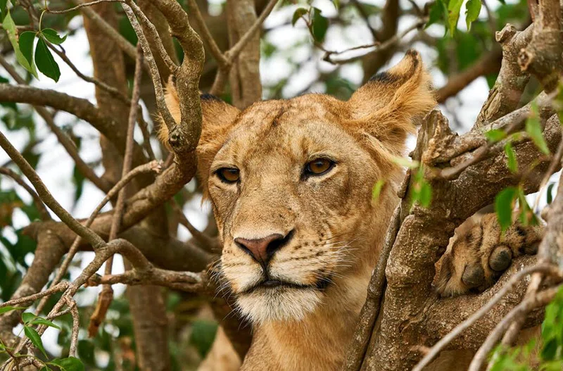 Ishasha, Queen Elizabeth National Park 4