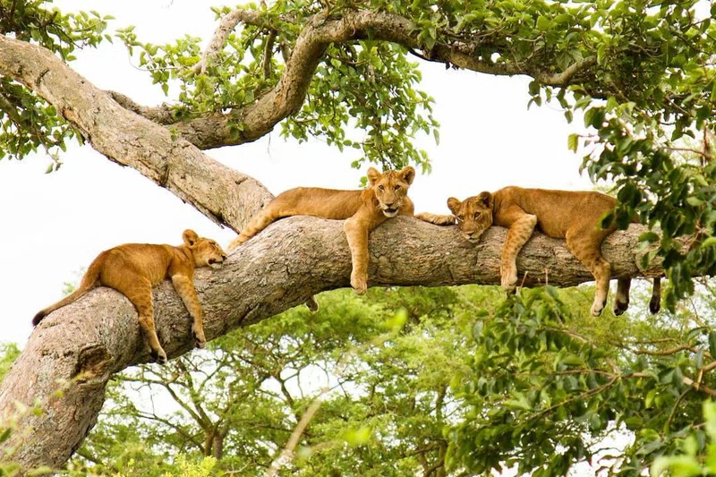 Ishasha, Queen Elizabeth National Park 3