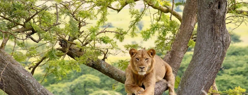 Ishasha, Queen Elizabeth National Park 5
