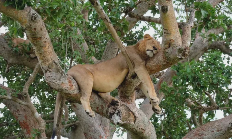 Ishasha, Queen Elizabeth National Park 2