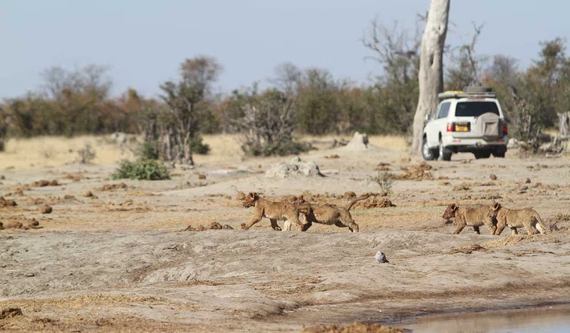 Savuti, Chobe NP 5