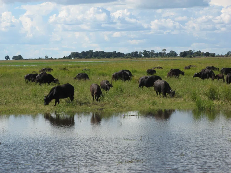 Savuti, Chobe NP 3