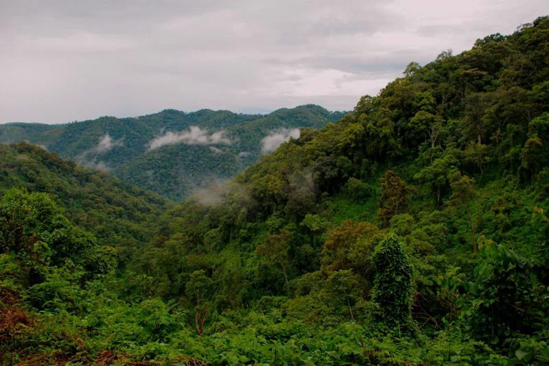 Bwindi Impenetrable National Park 2