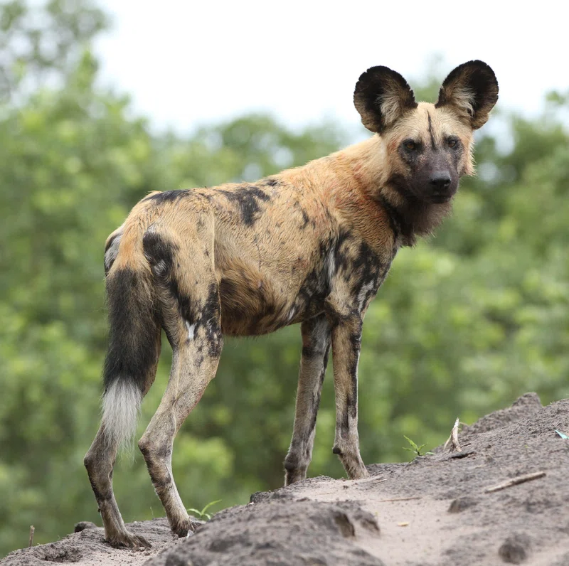 Savuti, Chobe National Park 3