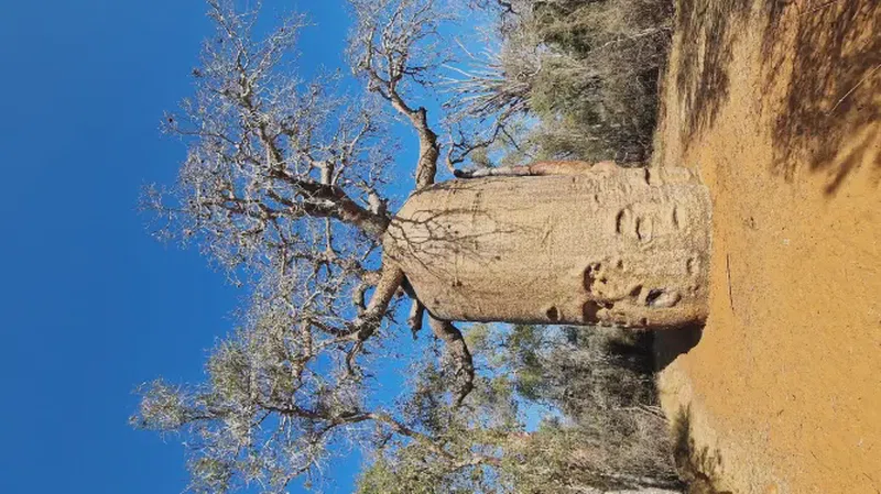 Reniala Reserve 5