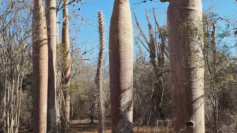 Reniala Reserve 2