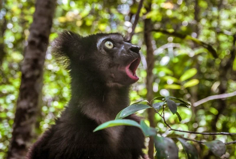 Maromizaha Reserve 2