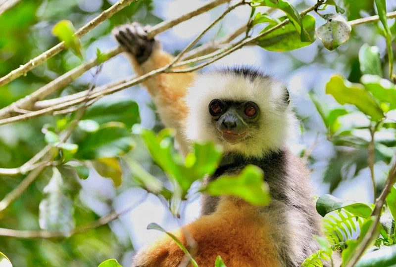Maromizaha Reserve 4