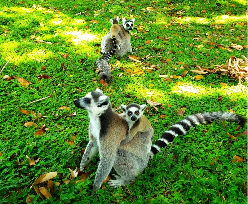 Nahampoana Reserve 2