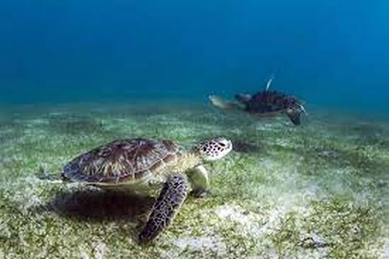 Nosy Tanikely Marine Park 2