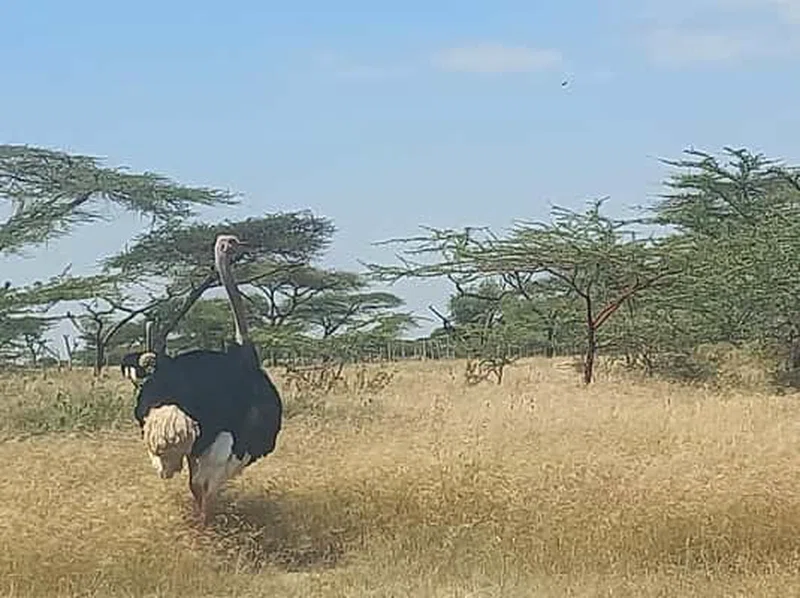 Abijata-Shalla National Park 2