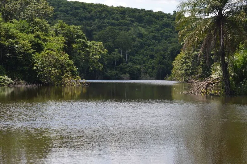 Lake Duluti Forest Reserve 4