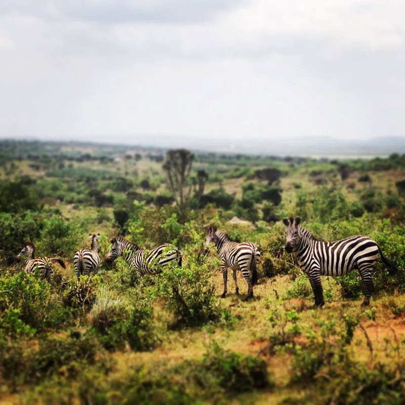 Lake Mburo National Park 2